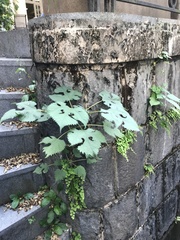 Broussonetia papyrifera