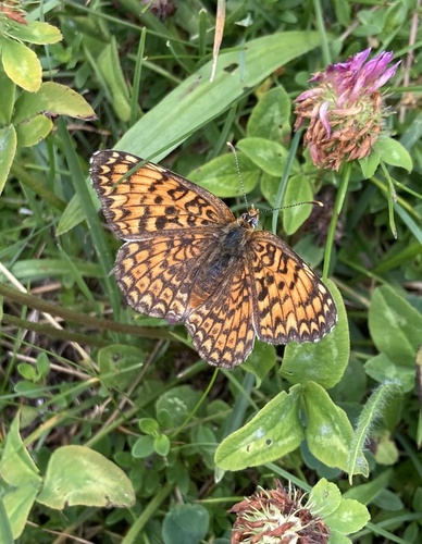 Knapweed Fritillary, Salmezza, Nembro, Lombardie, IT, photo 6 of 10