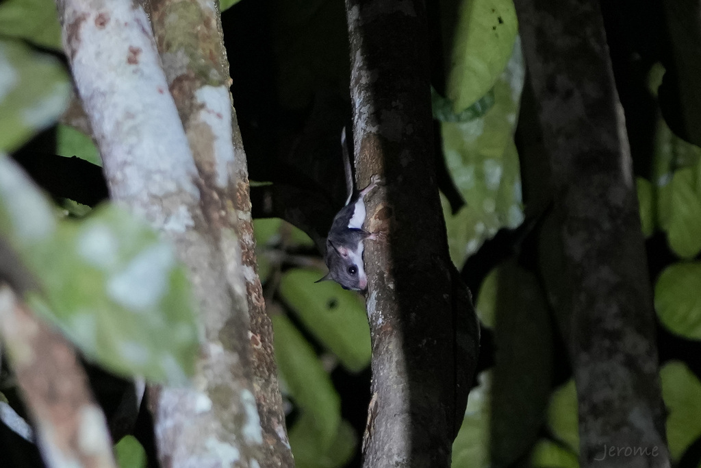 Hose's Pygmy Flying Squirrel