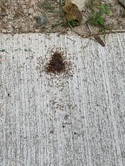 Oecophylla smaragdina
