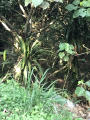 Liliopsida