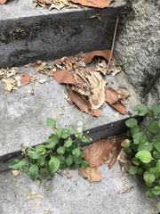 Cyanthillium cinereum