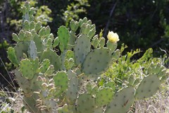 Opuntia stricta stricta