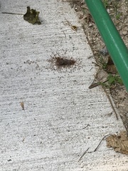 Oecophylla smaragdina