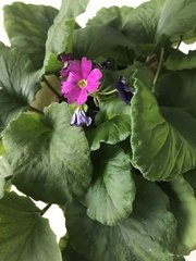 Primula obconica