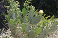 Opuntia stricta stricta