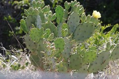 Opuntia stricta stricta