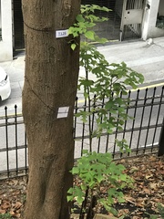 Broussonetia papyrifera