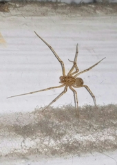 Scytodes thoracica