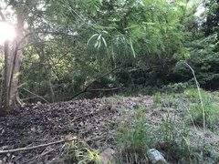 Leucaena leucocephala