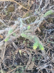 author not stated, no rights reserved Opuntia × aequatorialis, photograph author not stated, no rights reserved