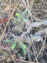 author not stated, no rights reserved Opuntia × aequatorialis, photograph author not stated, no rights reserved
