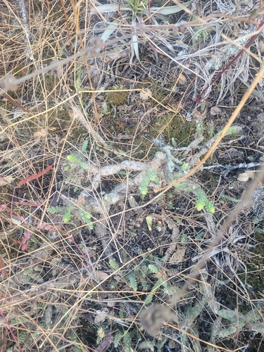 Opuntia × aequatorialis, photograph 4