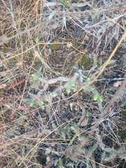 author not stated, no rights reserved Opuntia × aequatorialis, photograph author not stated, no rights reserved