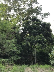 Leucaena leucocephala