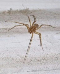 Scytodes thoracica