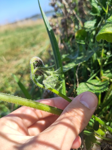Macrolabis heraclei
