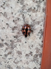 Aiolocaria hexaspilota