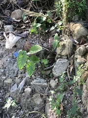 Magnoliopsida