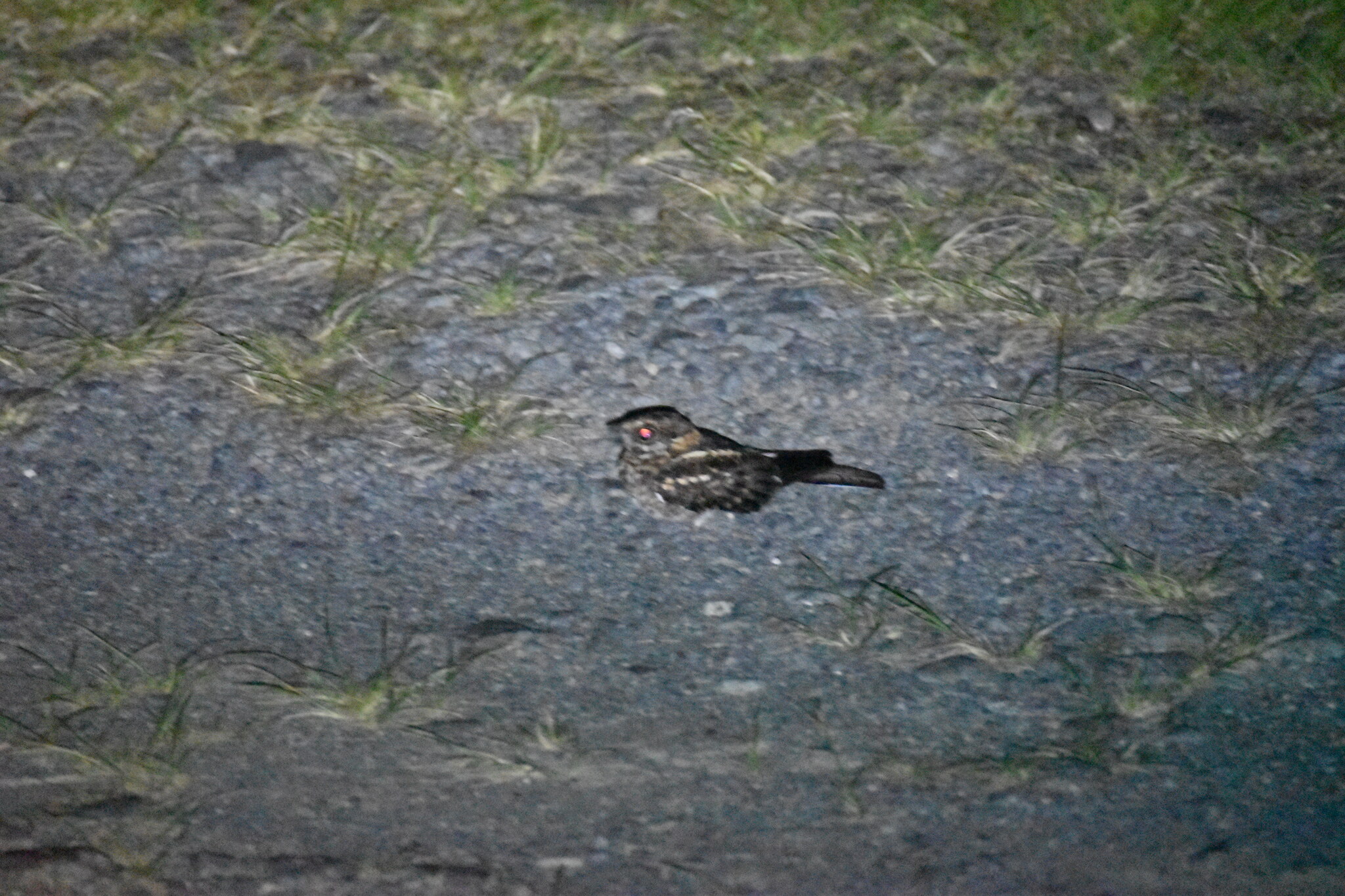 White-tailed Nightjar (Hydropsalis cayennensis), photo 6