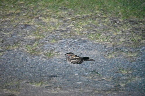 White-tailed Nightjar (Hydropsalis cayennensis), photo 3