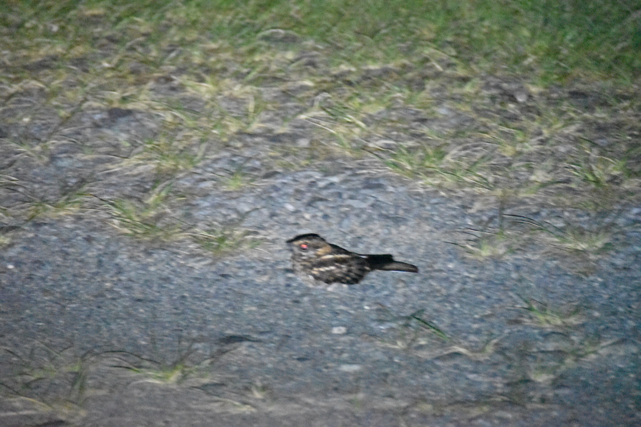 White-tailed Nightjar (Hydropsalis cayennensis), photo 5