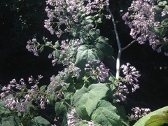 Peteravenia malvifolia