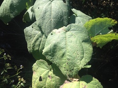 Peteravenia malvifolia