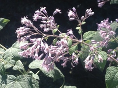 Peteravenia malvifolia