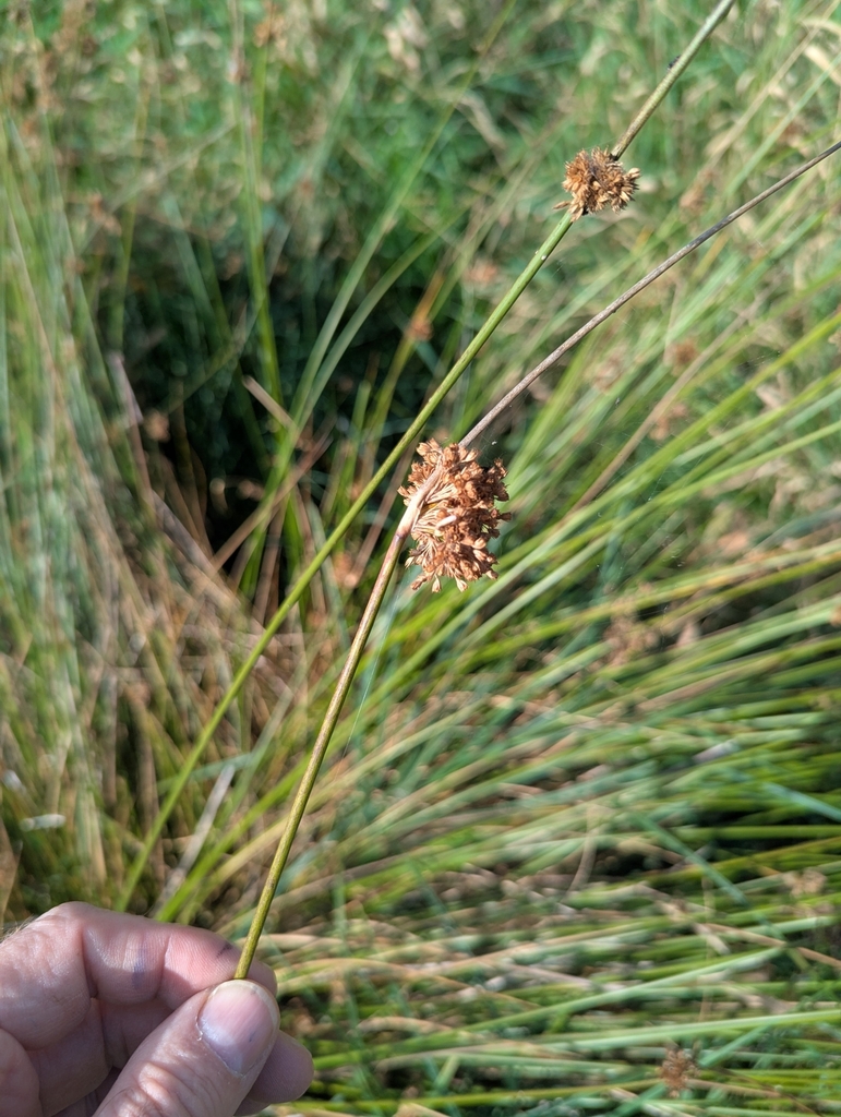 Juncus effusus