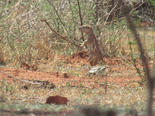 South African Ground Squirrel