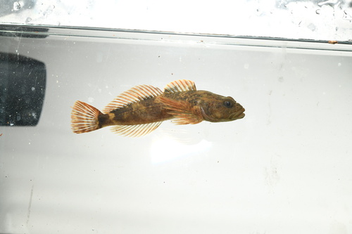 Shorthead sculpin (Cottus confusus) — Cottidae
