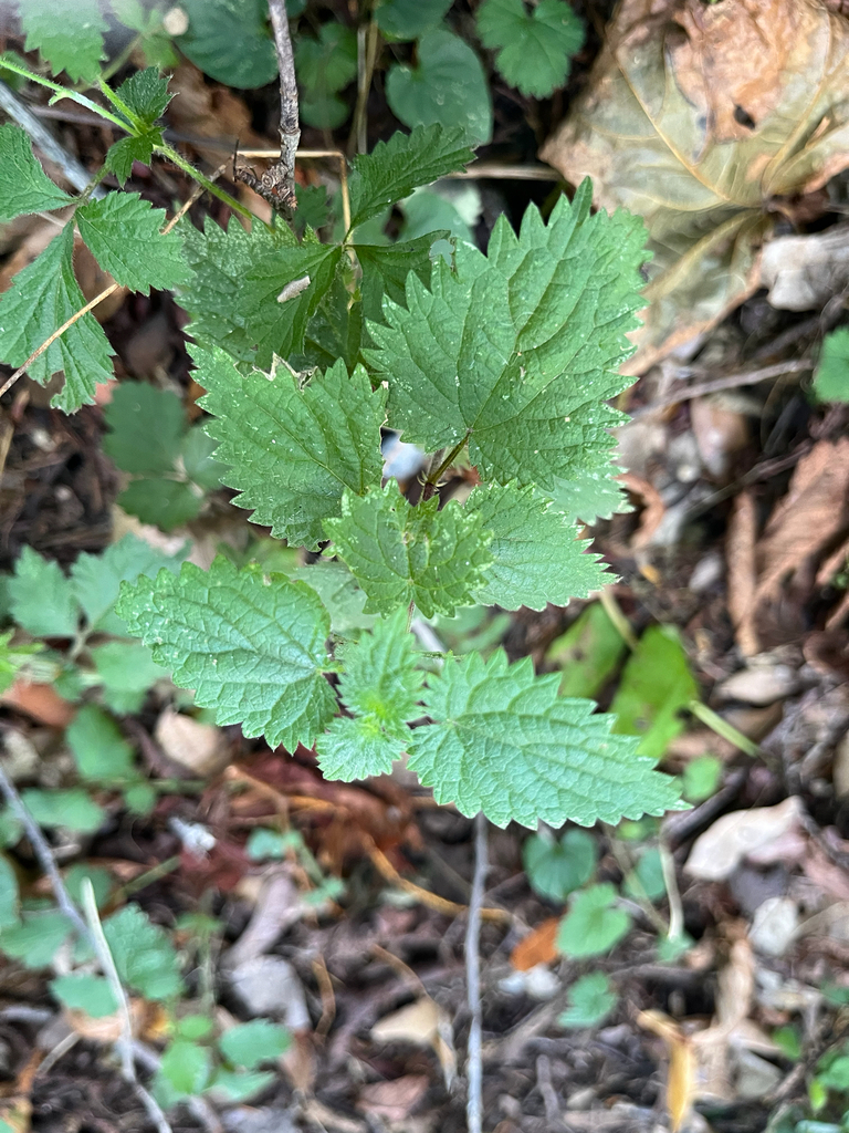 Urtica dioica