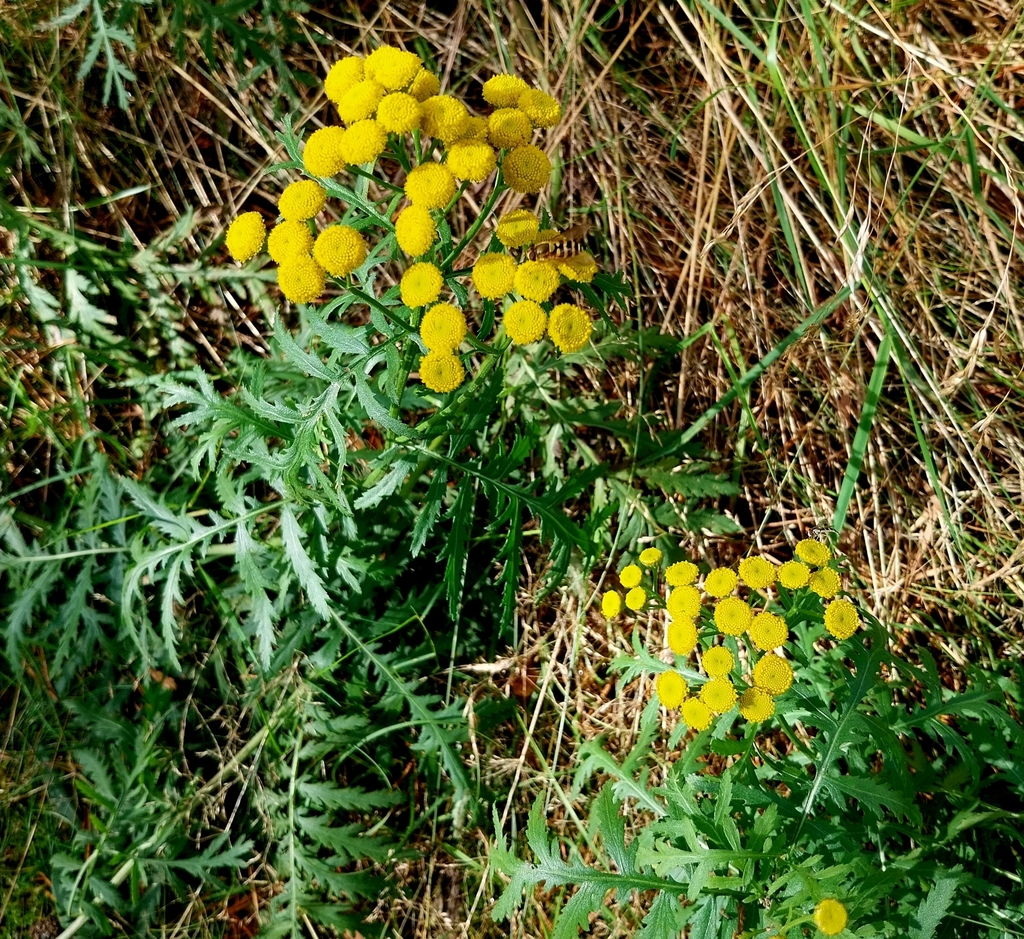 Tanacetum vulgare