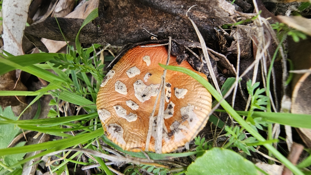 Amanita xanthocephala · August 2025 · photo: © orchidrose (iNaturalist, cc0)