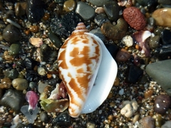 Neodilatilabrum robustum