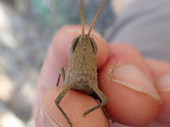 Goniaea carinata