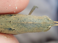 Goniaea carinata