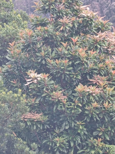 Clethra arborea (Clethra arborea)