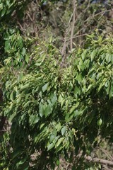 Cordia caffra