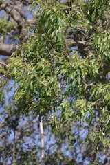Cordia caffra