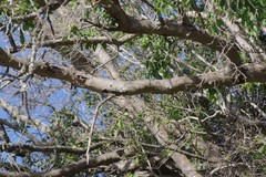 Cordia caffra