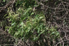 Cordia caffra