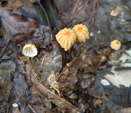 Marasmius siccus