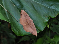 Chorodna ochreimacula