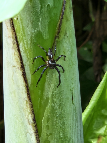 Typical Jumping Spiders