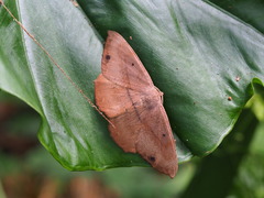 Chorodna ochreimacula