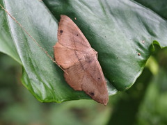 Chorodna ochreimacula