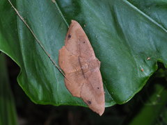 Chorodna ochreimacula