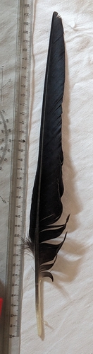 Plume de Grand Corbeau